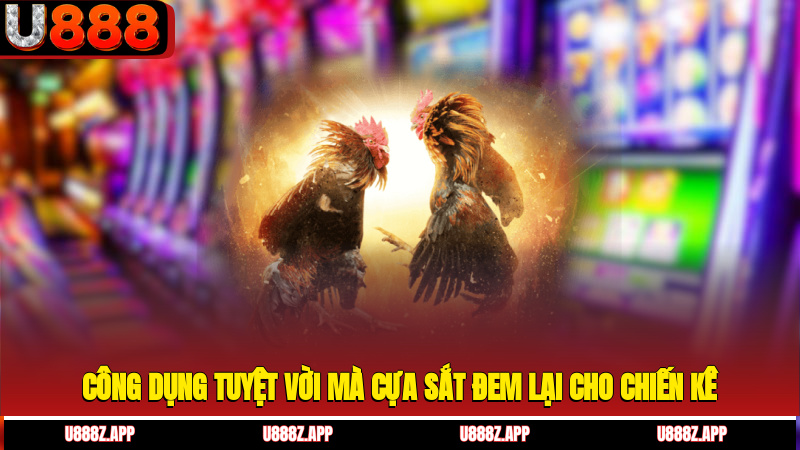 Công dụng tuyệt vời mà cựa sắt đem lại cho chiến kê