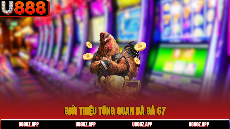 Giới thiệu tổng quan đá gà 67