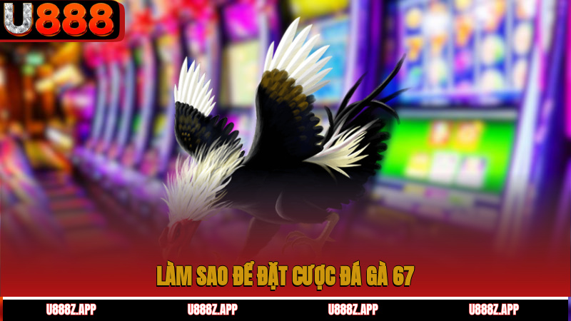 Làm sao để đặt cược đá gà 67?
